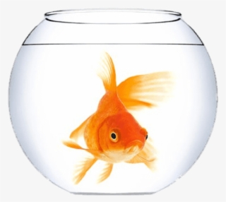 Free Png Download Goldfish In A Fish Bowl Png Images - Goldfish Bowl #8600630