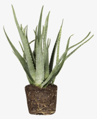 Aloe Vera - Agave #8601514