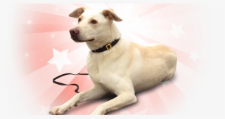 American Pets Png Pluspng - Companion Dog #8602773