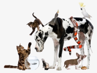 Pets - Choose An Animal #8603077