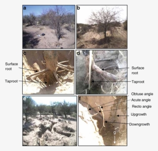 Excavations Performed At The Tree Base - Mexican Pinyon #8603083