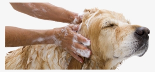 Admin2015 08 31t22 - Pets And Their Care #8603976