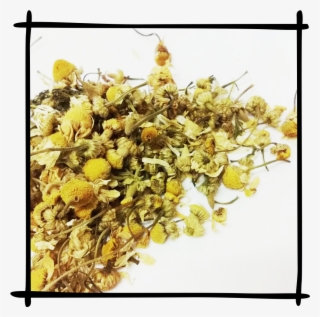 Loose Leaf Chamomile Flowers - Kenya Tea #8608531