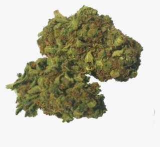 Common Horse Chestnut #8609196