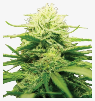 Bubble Haze - Aloe #8610109