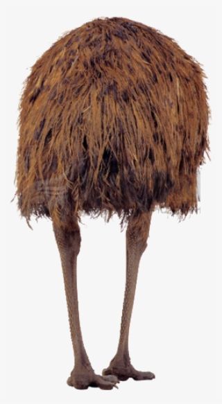Ostrich Png Image With Transparent Background - Common Ostrich #8614203