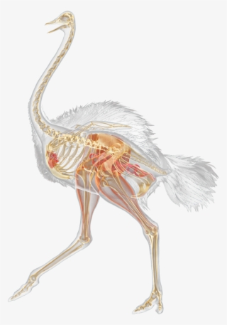 Facts For Kids Ostriches Running Dk Find - Ostrich Skeleton #8614451