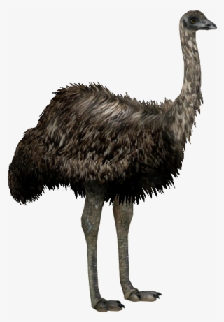 Image North Island Giant Whalebite Zt Download - Giant Moa Bird Png #8614765