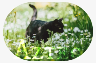 Aztec-0 - Black Cat #8615368