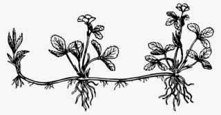 Twig Stolon Drawing Black And White Computer Icons #8615596