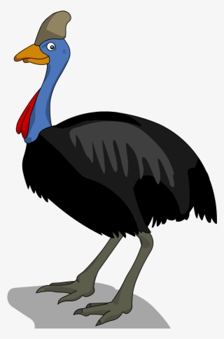 The Cassowary Is Related To The Emu Rhea Kiwi And Ostrich - Diagram Of A Cassowary #8615603