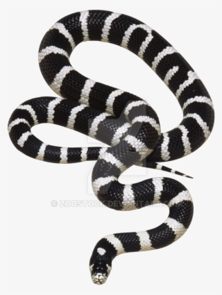 California Snake On A Background By Zoostock - Png Transparent Background Snake #8616231