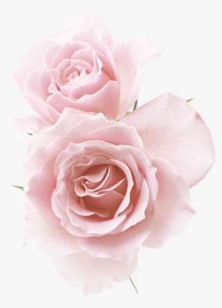 Rose☆ Red Flowers, Pink Roses, Flower Png Images, Pastel - Rose Light Pink Background #8616473