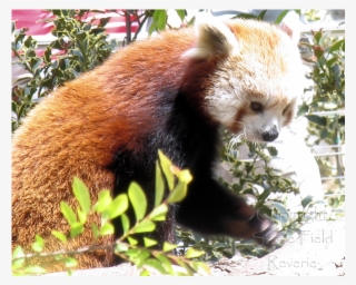 San Diego Zoo Red Panda - Red Panda #8620397 San Diego Zoo Red Panda - Red Panda #8620397