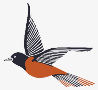 1982-2003 - Old World Flycatcher #8622905