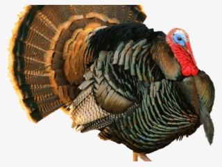 Turkey Clipart Wild Turkey - Turkey Gobbler #8624798