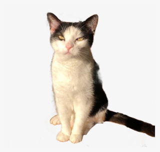 Cat Sticker - Domestic Short-haired Cat #8626234