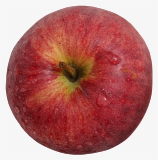 Red Apple - Mcintosh #8627434