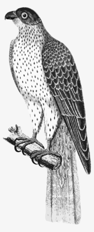 Falco Umbrinus - Red-tailed Hawk #8628537