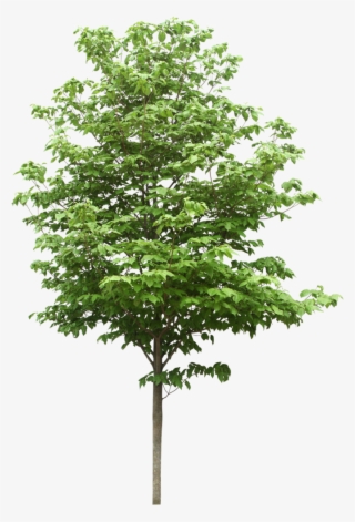 Sdn Trees Scientific Resources Bhd Png File Hd Clipart - Free Tree #8629627 Sdn Trees Scientific Resources Bhd Png File Hd Clipart - Free Tree #8629627