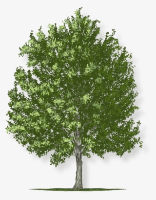 Tree Height - Single Tree #8629714