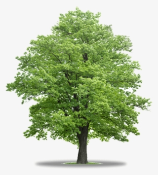Mapple Tree Trees In Co - Cut Out Tree Png #8629748
