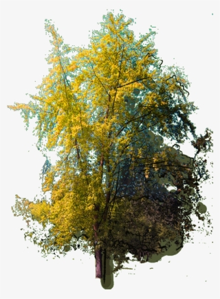 Abies Holophylla J 23 Jan 2019 - American Aspen #8629821