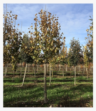 Nolin River Nut Tree Nursery - Nut Trees In Kentucky - Free Transparent