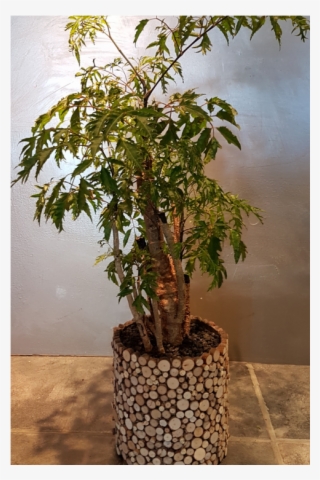 Pl-01 - Houseplant #8630200
