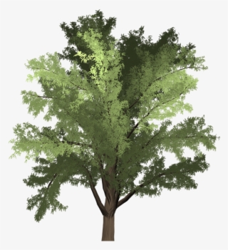Robinia, Tree, Green, Summer, Outdoor, Nature, Natural - Robinia Png #8630290