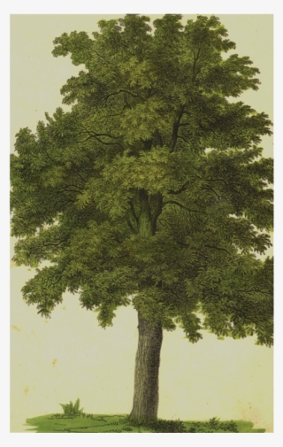 Mexican Pinyon #8630328