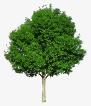 Berrinda Ash - Tree With White Background #8630398 Berrinda Ash - Tree With White Background #8630398