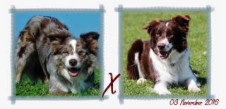 Contact - Australian Collie #8630868