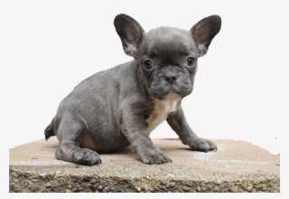 Toy Bulldog #8631694