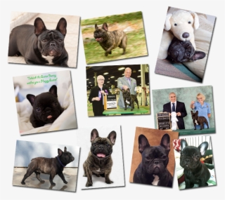 French Bulldog Pictures - French Bulldog #8632116