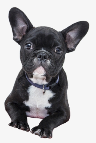 In Fact They Were That Rare That There Were Only A - French Bulldogs Valentines Day #8632205