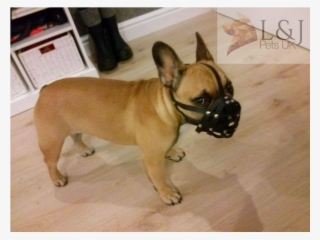 Light Leather Dog Muzzle For French Bulldog "frenchies" - French Bulldog #8632305