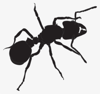 595 X 559 1 - Ant #8632874