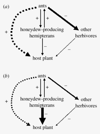 Potential Consequences Of The Interactions Between - Diagram #8632972