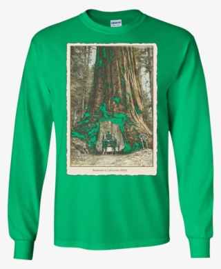 Vintage Redwood Forest , California Redwoods Trees #8636873