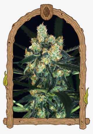 Exotic Seed - Amnesia Nr - - Herz Og Weed #8636875