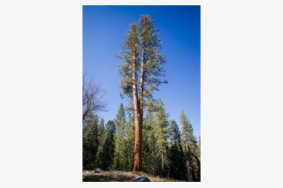 Sequoias, Hugged By The Road - Redwood #8637601