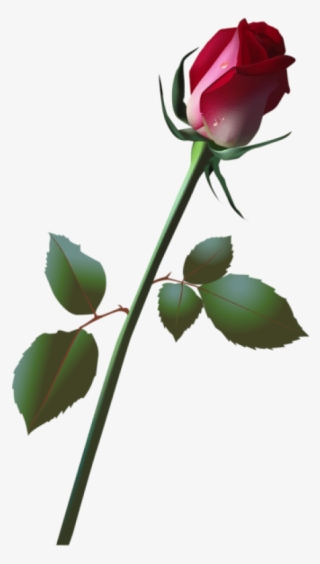 Free Png Beautiful Rose Bud Png Images Transparent - Rose Illustration Bud #8637892