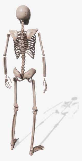 Skeleton #8639928