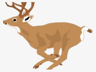 White Tailed Deer Clipart #8640121