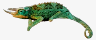 Reptile Sticker - Gacelaweb #8641398