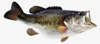 Largemouth Bass Transparent Background #8641860