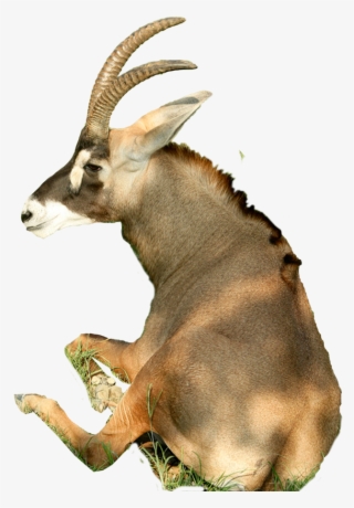 1000 X 1000 6 - Goat Sitting Png #8642800