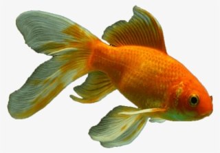 Veiltail Fish Png Transparent - Goldfish #8645600