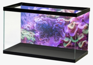 Salt Macrosoftcoral2 #8645705